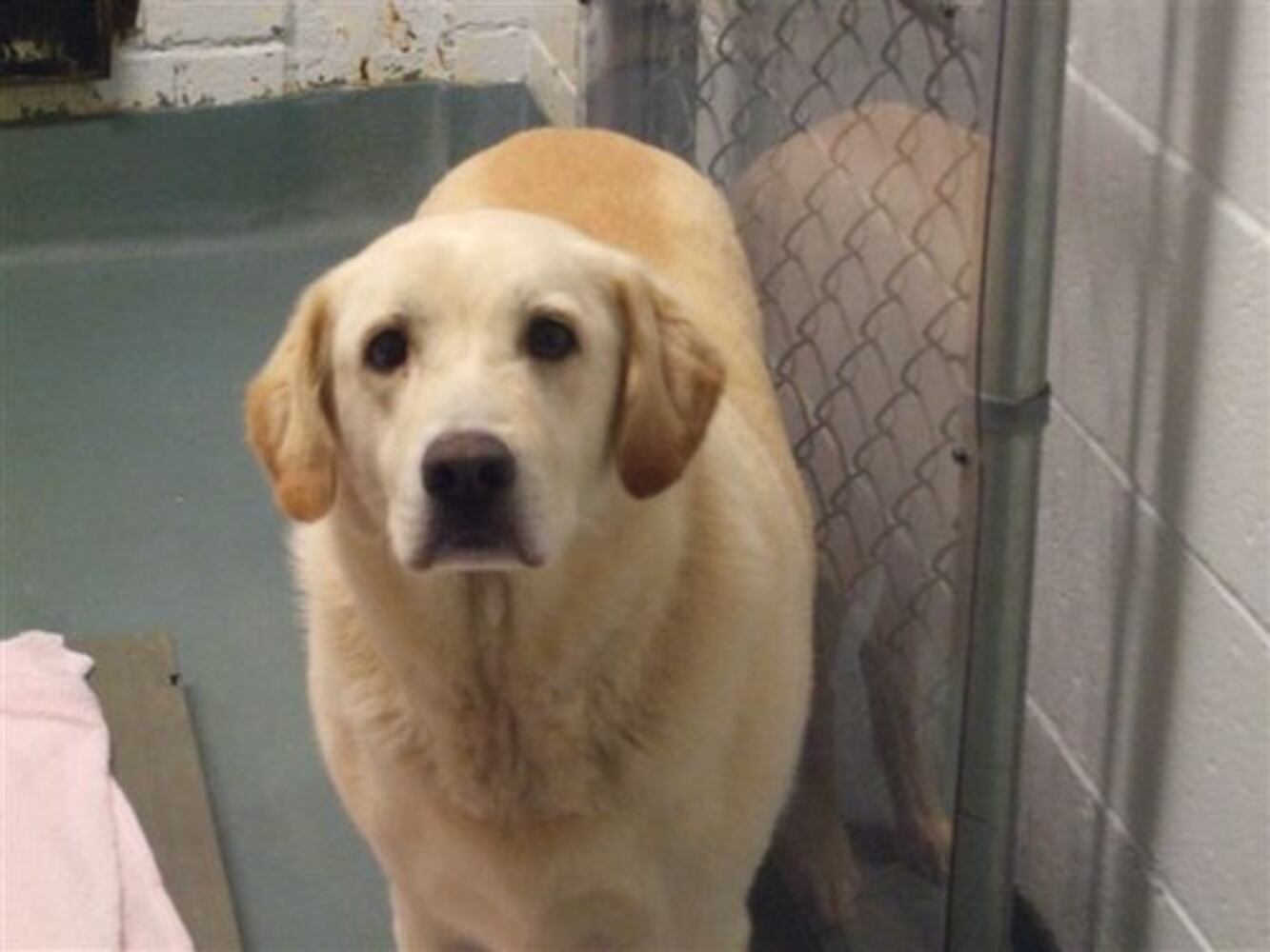 Atlanta's Top Dogs: Labrador Retrievers