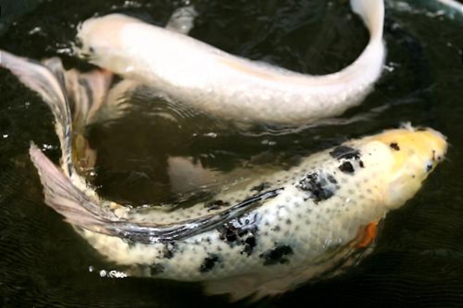 North Georgia's Koi Farm