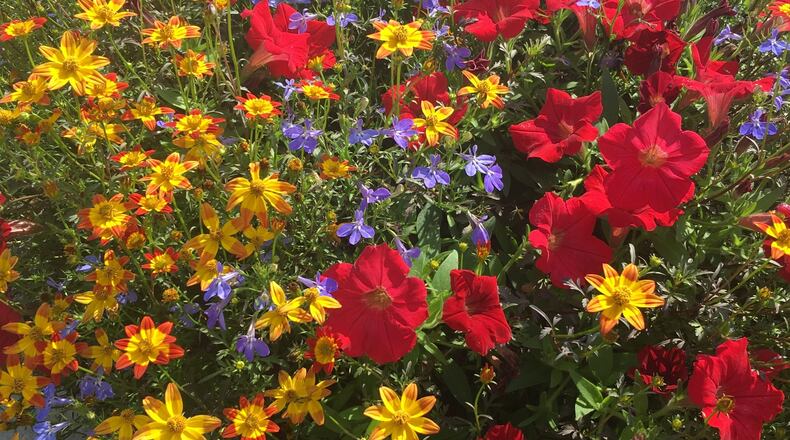Bee Colorful, a new flower mix, attracts pollinators and is a dazzling example of triadic harmony of color. (Norman Winter/TNS)