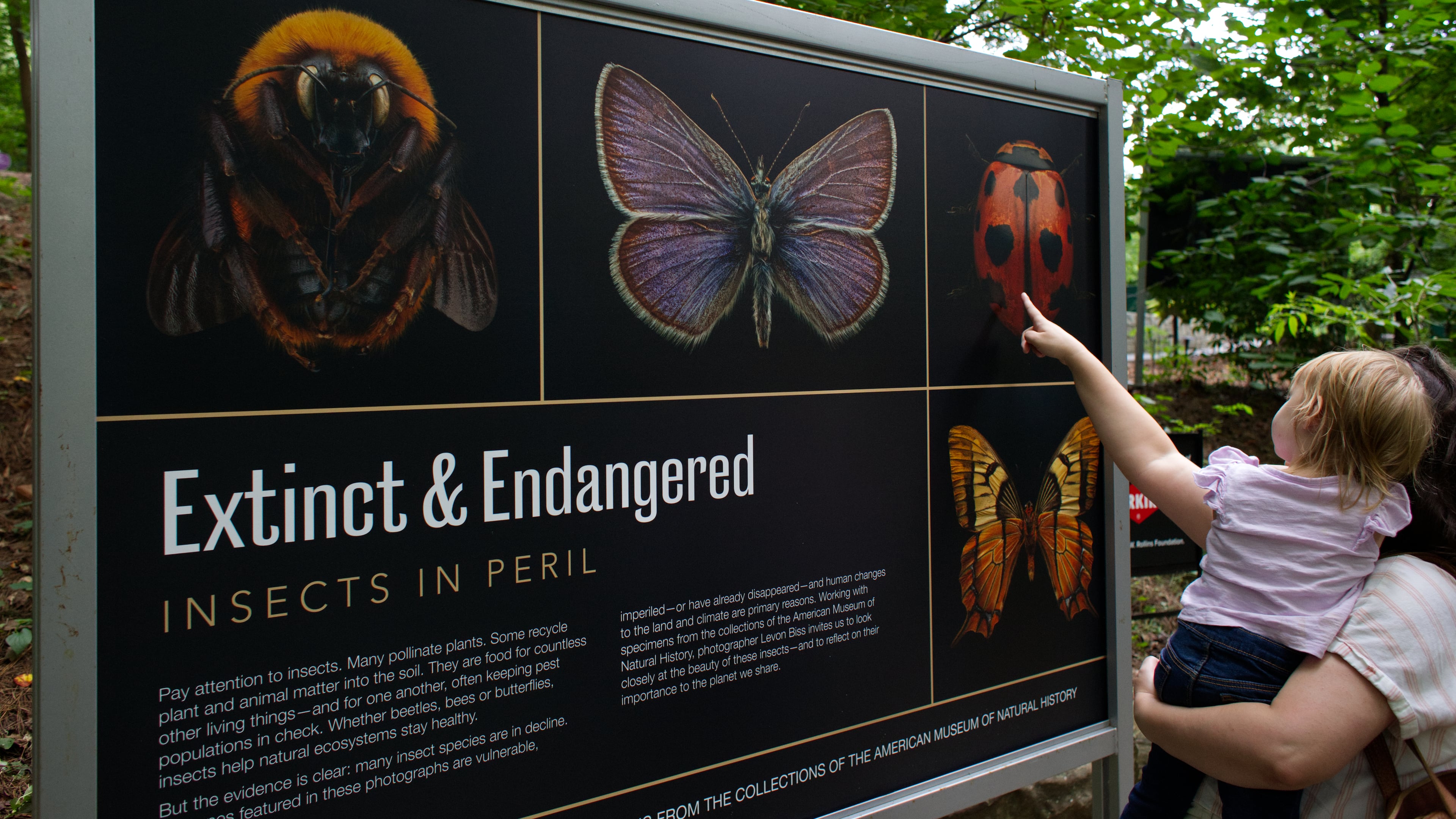 Levon Biss' extraordinary portraits of insects are on view now at Fernbank. (Dustin Timbrook)