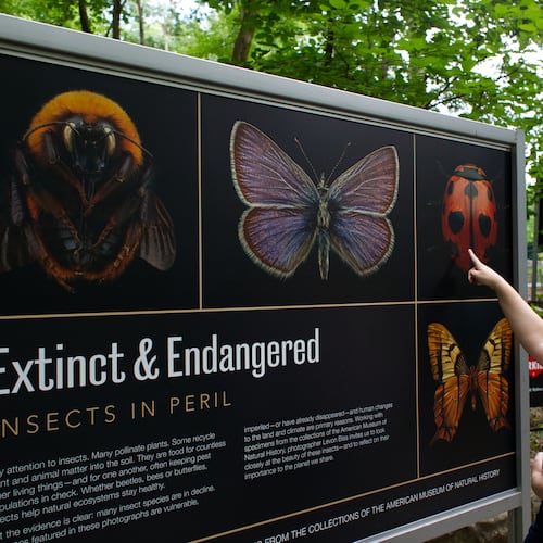 Levon Biss' extraordinary portraits of insects are on view now at Fernbank Museum of Natural History.