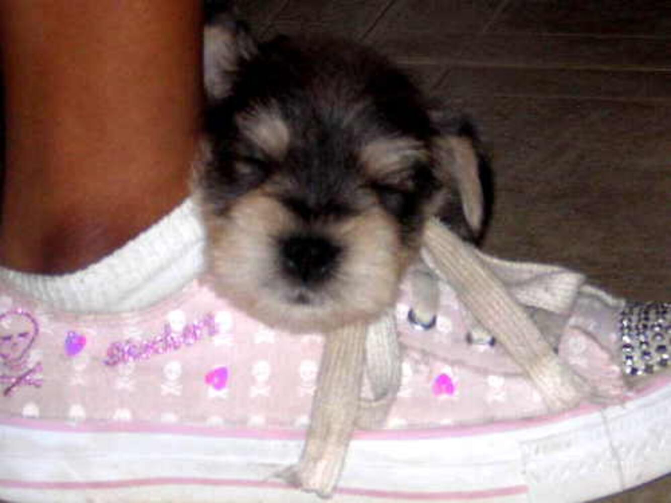 Atlanta's Top Dogs: 8. Schnauzers