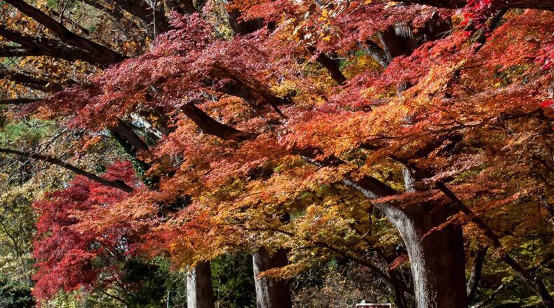 Japanese maples have been extensively cultivated for hundreds of years.