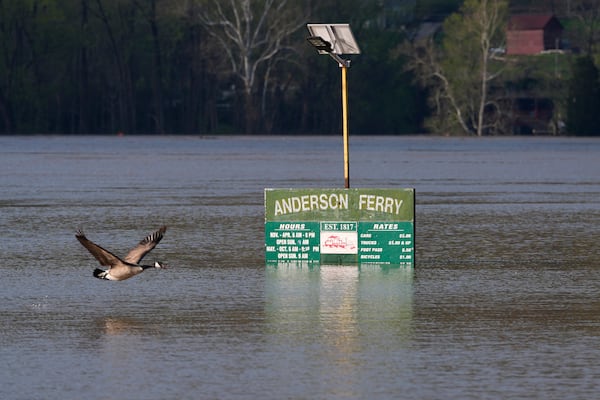 A Canada goose flies along the rising Ohio River at the flooded Anderson Ferry ramp Monday, April 7, 2025, in Cincinnati. (AP Photo/Carolyn Kaster)
