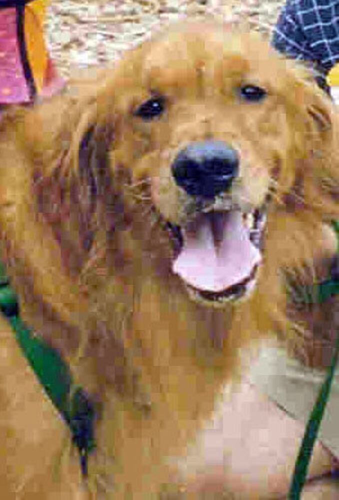 Atlanta's Top Dogs: 2. Golden Retrievers