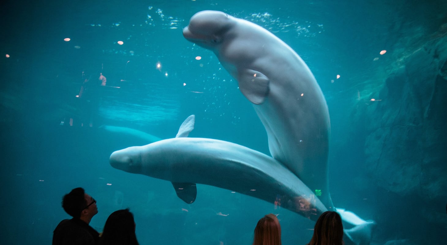 Exploring the Wonders of Georgia Aquarium : A Journey into the Heart of Marine Life