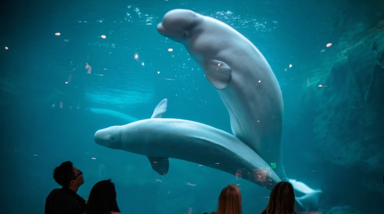 People check out the beluga whale exhibit at the Georgia Aquarium in Atlanta. The popular tourist attraction is part of another aquarium’s proposal to import five captive-bred belugas for research purposes, though the whales would also be put on public display. STEVE SCHAEFER / SPECIAL TO THE AJC