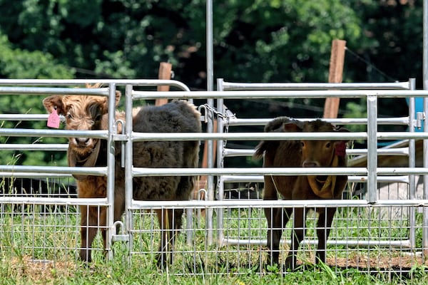 Cows stand behind fences at Hooves and Feathers Petting Farm. (Hyosub Shin/AJC)