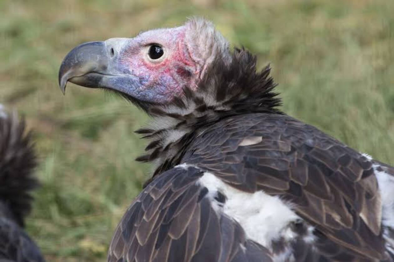 Get the scoop on animal poop and similar information at Zoo Atlanta’s Grossology Day on Sunday, July 12. One of the stars is a vulture (pictured), a species that helps prevent pathogens from carcasses from spreading. (Courtesy of Zoo Atlanta)