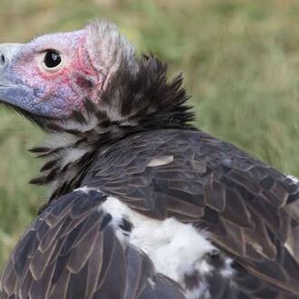 Get the scoop on animal poop and similar information at Zoo Atlanta’s Grossology Day on Sunday, July 12. One of the stars is a vulture (pictured), a species that helps prevent pathogens from carcasses from spreading. (Courtesy of Zoo Atlanta)