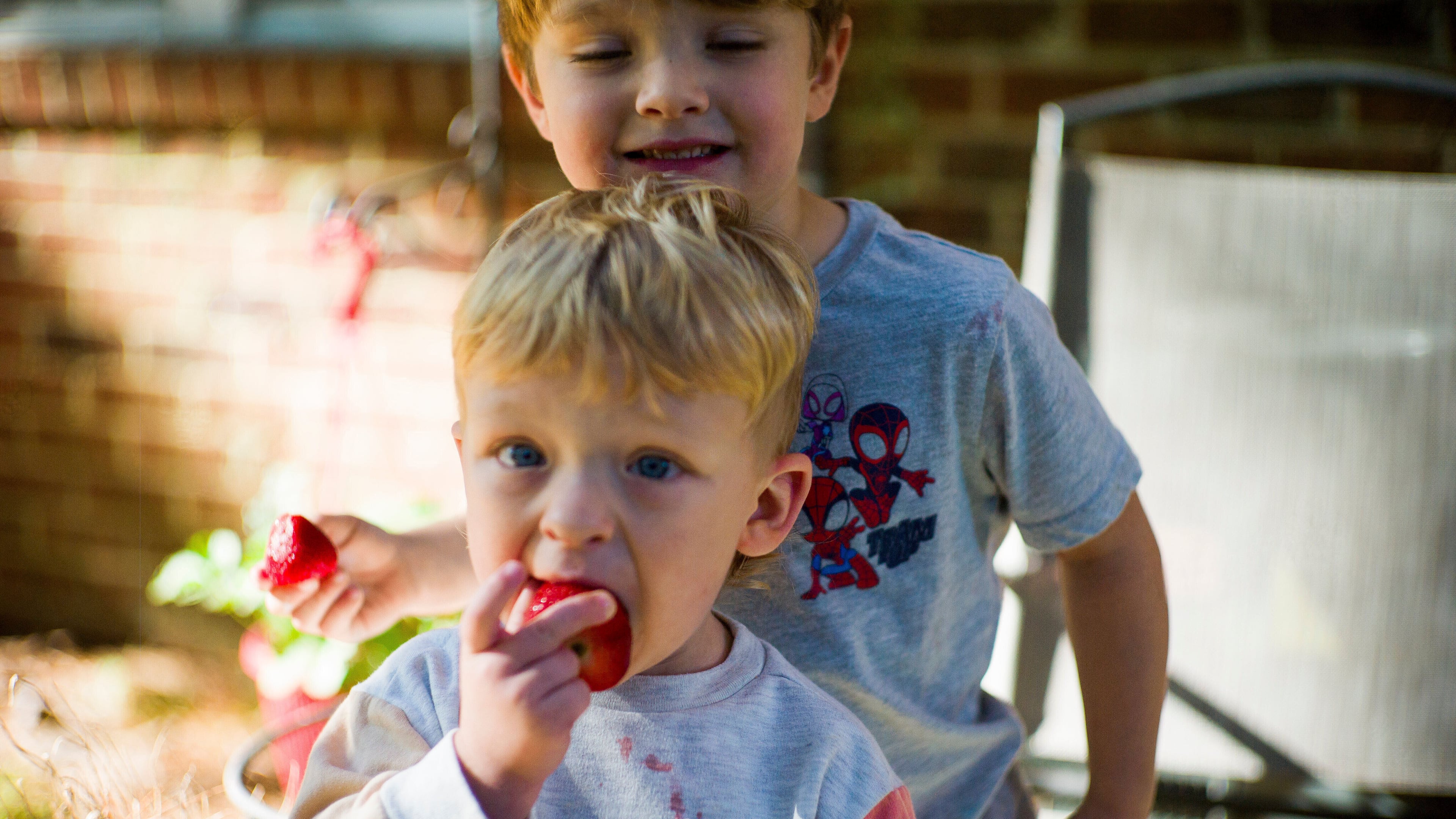 Taylor Moyer's two youngest boys Colton, 4, behind, and Bradley, 2, eat strawberries at home, Sunday, Oct. 5, 2025, in Virginia Beach, Va. (AP Photo/John Clark)