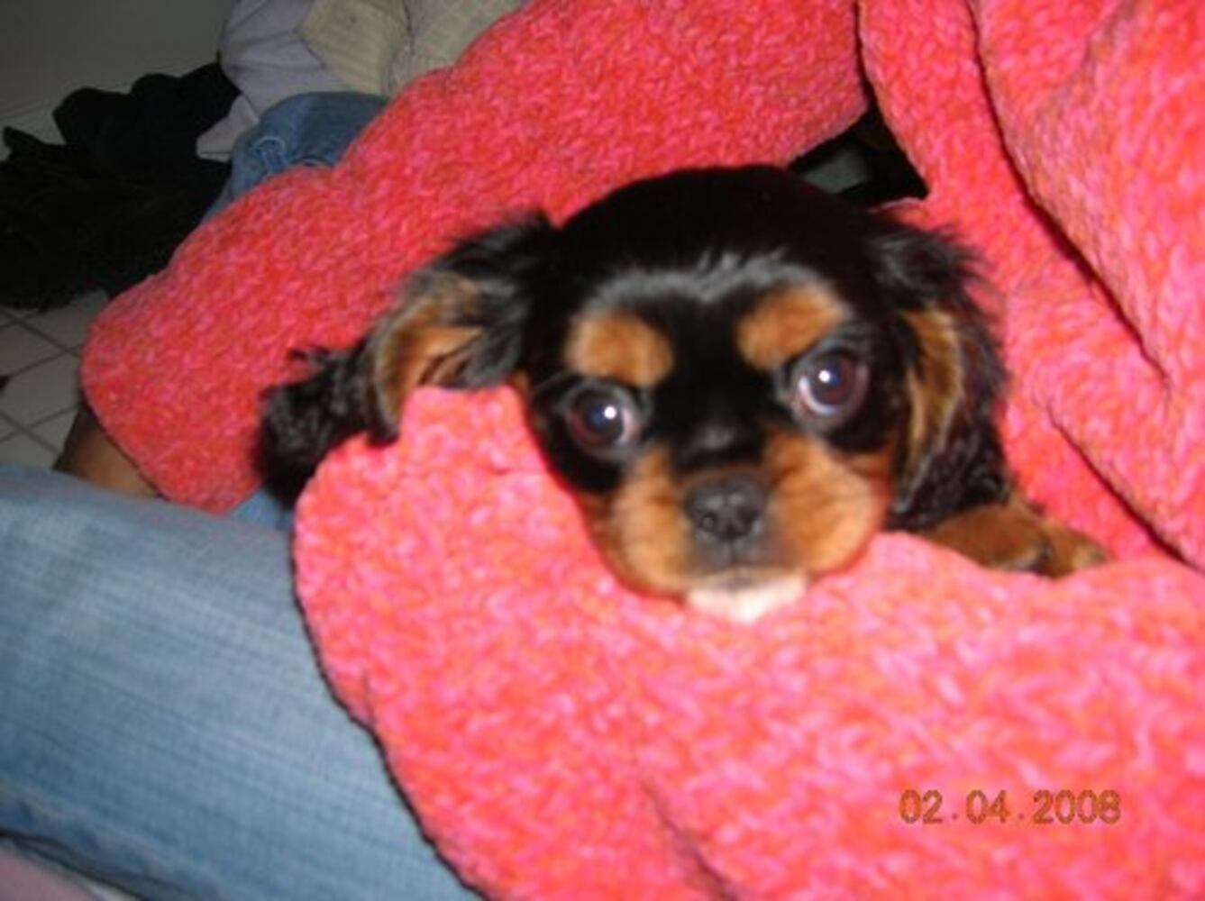 Atlanta's Top Dogs: 4. Cavalier King Charles Spaniels