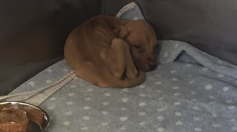 Conyers police removed 20 dogs from a home where dogfighting was suspected. (Credit: Channel 2 Action News)