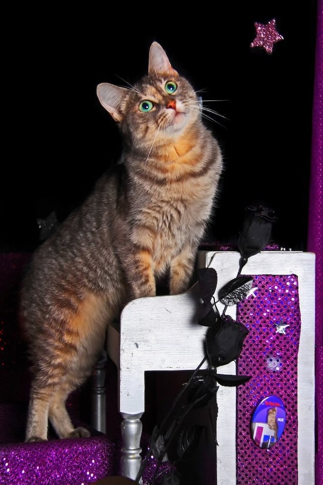 acro-cats 5