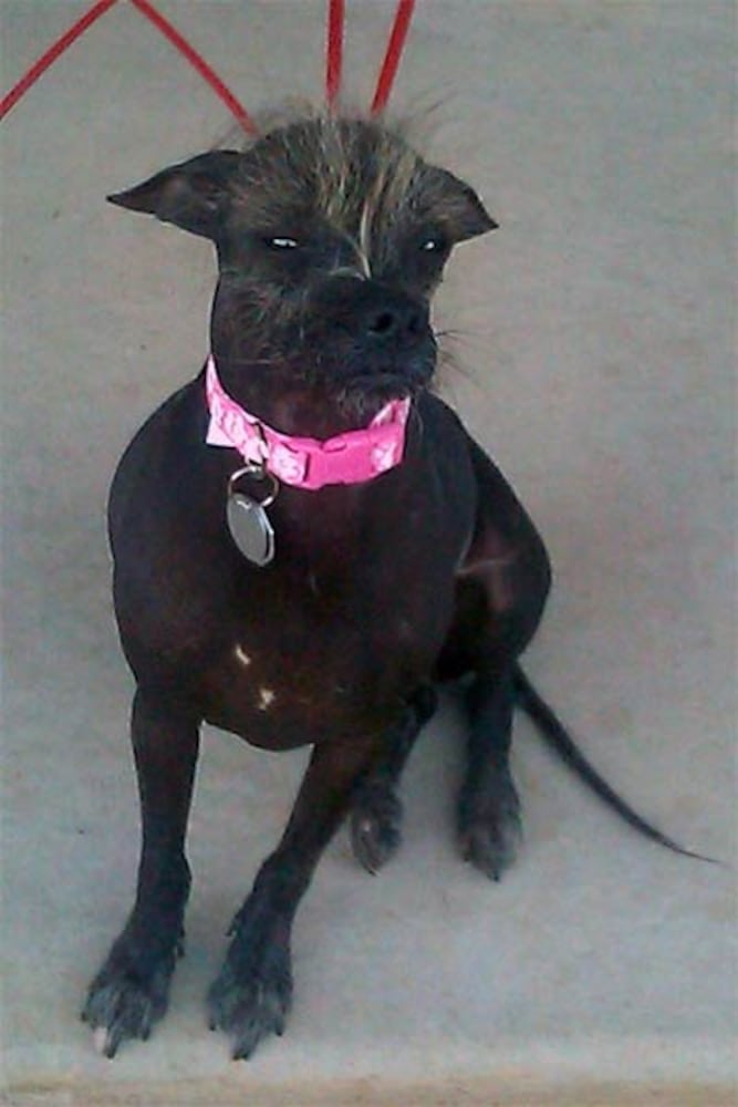 The 2014 World's Ugliest Dog contestants