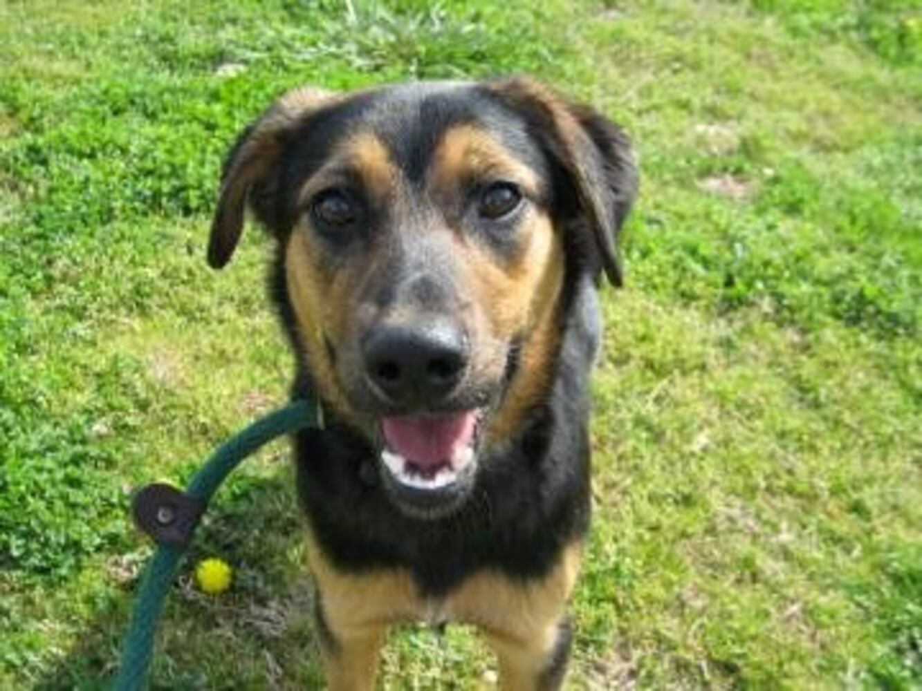 Help Atlanta's adoptable pets find a home: Mar. 24