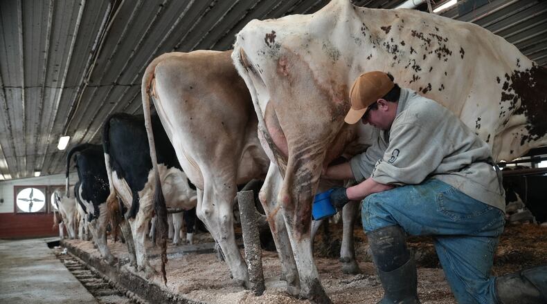 Nick Armato prepares a cow for milking at Ronnybrook Farm, which uses pasteurization, in Ancramdale, N.Y., on April 22, 2026. (AP Photo/Mary Conlon)