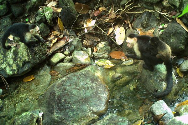This photo provided by researchers shows a baby howler monkey, right, clinging onto a young adult male capuchin monkey on Jicarón Island, Panama in April 2022. (Brendan Barrett/Max Planck Institute of Animal Behavior via AP)
