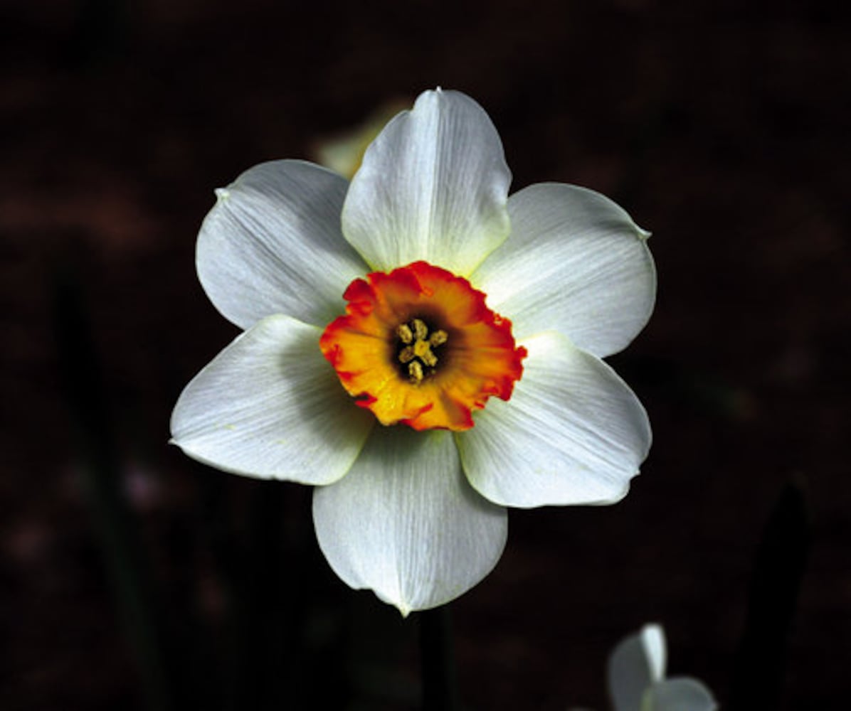 Easy' plants for Southern gardens