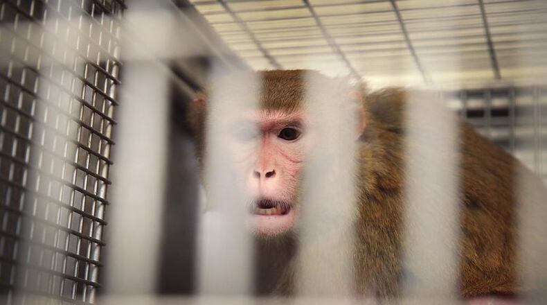 A research moneky is pictured here in a cage at a U.S. research center.