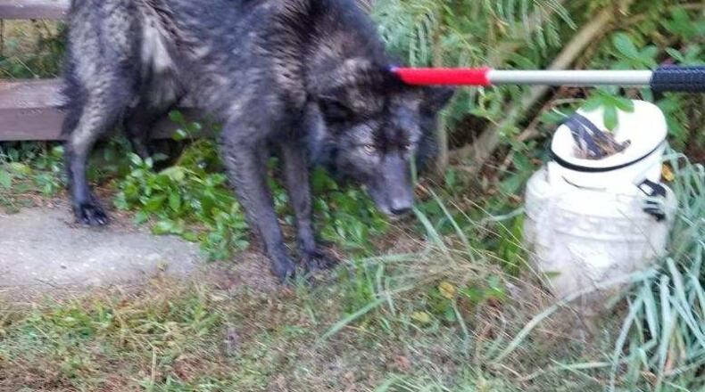 Now dead, this dog was captured after biting a teen girl at a bus stop in Paulding County on Nov. 7. The girl is out of the hospital, and the dog did not have rabies. Courtesy of Paulding County Marshal Bureau