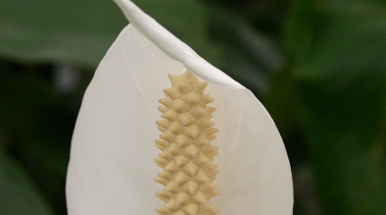 The peace lily is known for its attractive flower. A large one can be divided into two plants. (Walter Reeves)