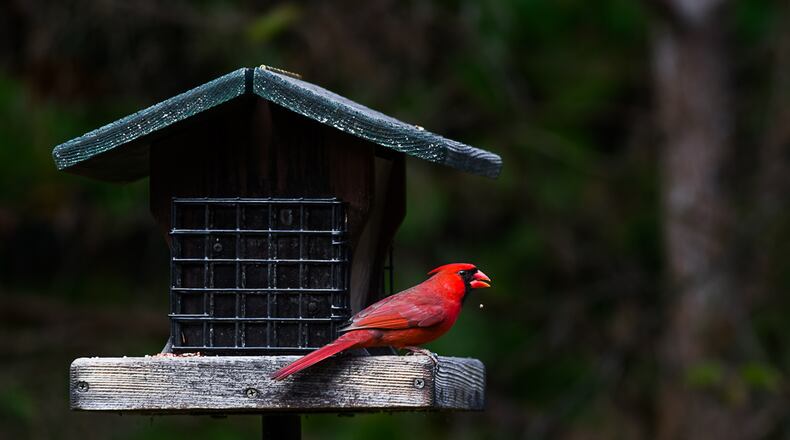 Cardinals are among the several native birds at the Dunwoody Nature Center. Shown here is a male Northern Cardinal. Join them on Feb. 13 for a walk through the trail while learning fun bird facts.