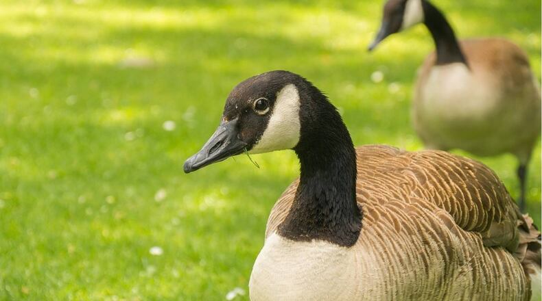 Some angry geese blocked the path of a Florida official as he tried to enter his office.