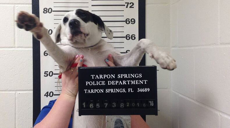 Willow being booked by Tarpon Springs police.
