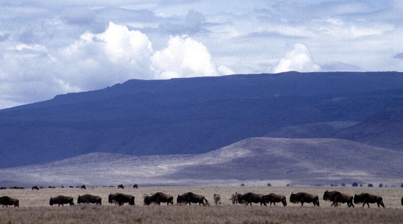 NGORONGORO CONSERVATION AREA, TANZANIA: Traveling single file as they do during their annual migration, a herd of wildebeest makes its way across the floor of Tanzania's Ngorongoro Crater.