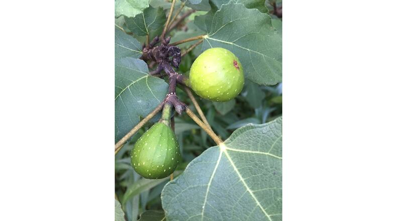 Choosing the right fig variety is important since it determines when they ripen. (Walter Reeves for The Atlanta Journal-Constitution)