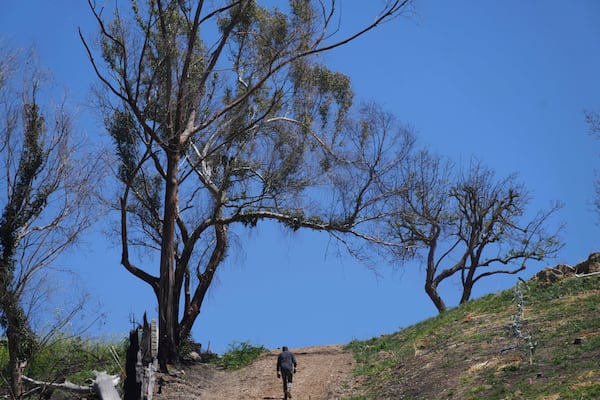 Andreas Tompros tours Ridgecrest Avocados in Somis, Calif., on Thursday, May 15, 2025. (AP Photo/Damian Dovarganes)
