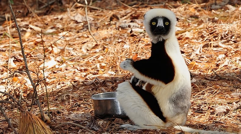 Visitors tour a lemur enclosure at the Duke Lemur Center on March 31, 2014, in Durham, North Carolina. The Duke Lemur Center was home to Jovian,  star of the PBS wildlife show for kids, "Zoboomafoo." Jovian, 20, died Monday.