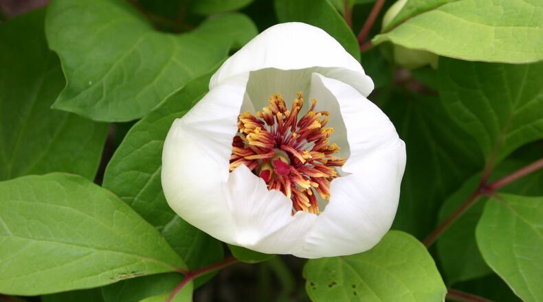 With a bit of care, peonies can easily be moved. WALTER REEVES