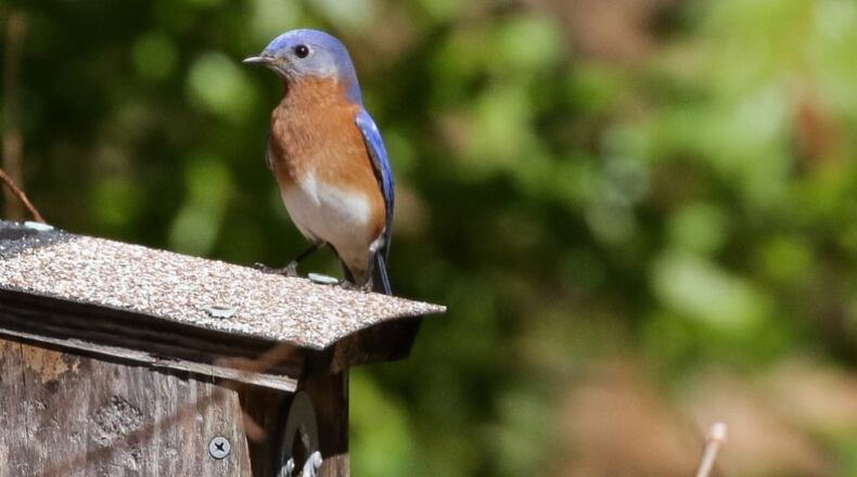 Master Birder Rose Guerra will conduct a class titled "Birding for Beginners" on May 21. (Courtesy of the Dunwoody Nature Center)