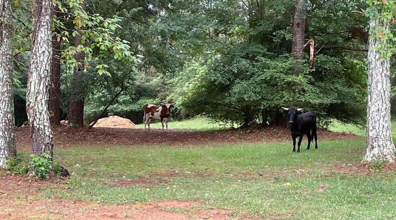 Two cows on grass with trees surrounding them.