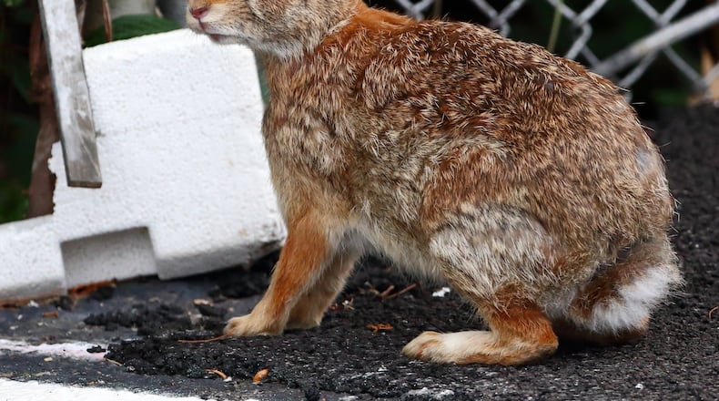The Eastern cottontail rabbit is the most common of Georgia’s four rabbit species. Despite being a prolific breeder, the Eastern cottontail’s numbers appear to be declining, said a recent study. CONTRIBUTED BY MASCF / CREATIVE COMMONS / WIKIPEDIA