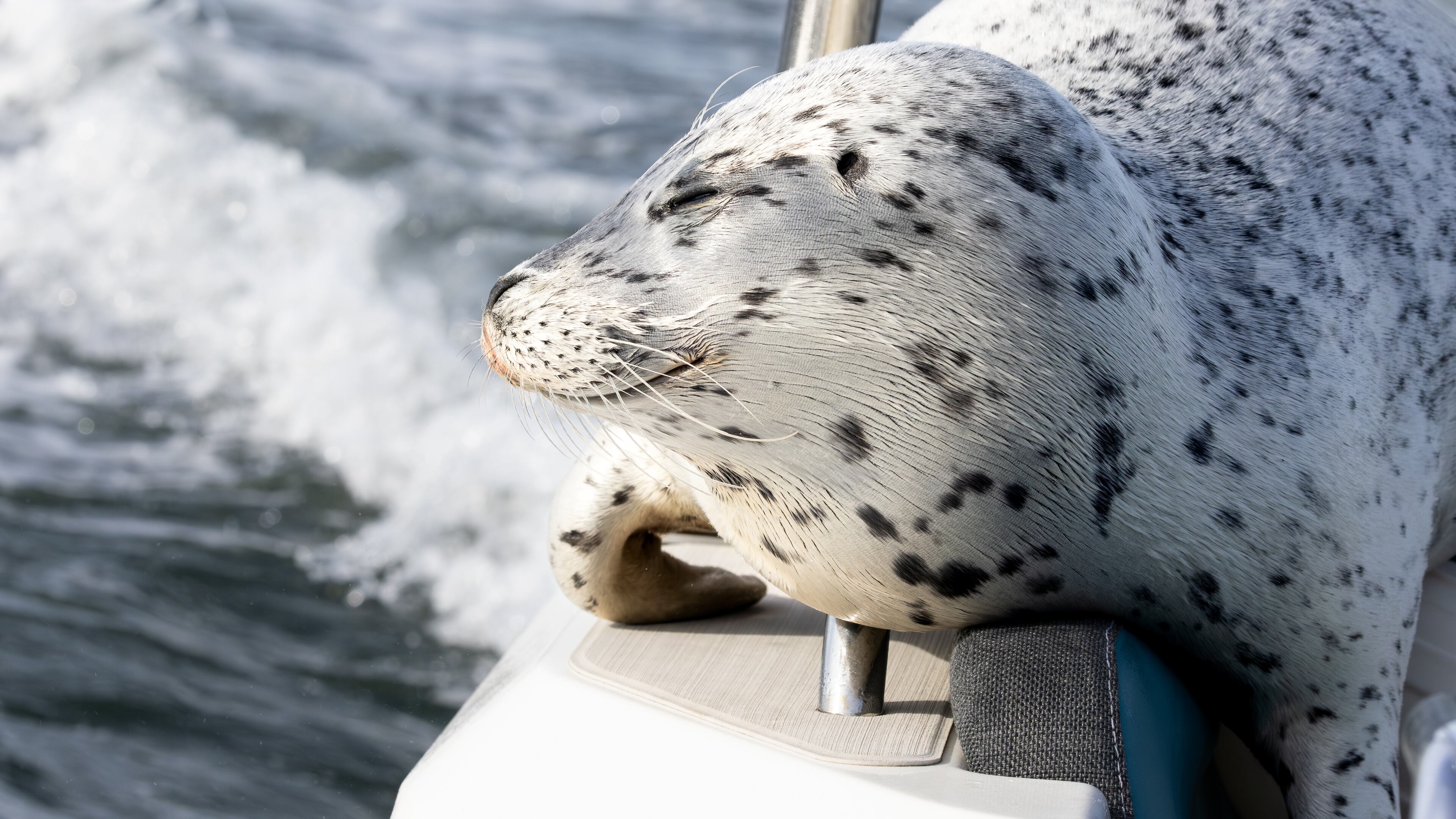 In this photo provided by Charvet Drucker, a seal rests on her boat in the Saratoga passage between Camano and Whidbey Island, Sunday, Nov. 2, 2025, north of Seattle, Wash. (Charvet Drucker via AP)