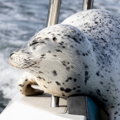 In this photo provided by Charvet Drucker, a seal rests on her boat in the Saratoga passage between Camano and Whidbey Island, Sunday, Nov. 2, 2025, north of Seattle, Wash. (Charvet Drucker via AP)