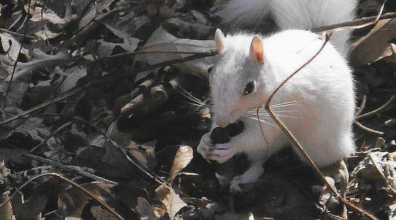 This all-white, non-albino Eastern gray squirrel is one of several such squirrels that have taken up residence in an east Cobb County yard. The unusual coloration may be due to a genetic mutation or a rare gene. PHOTO CREDIT: Don Weissman