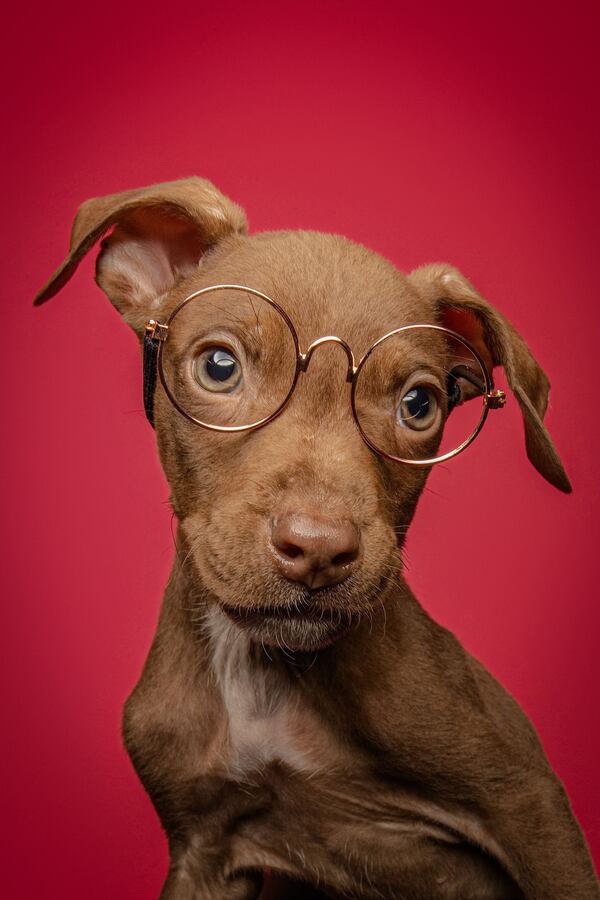 Diego Rodriguez, a professional pet photographer, photographs shelter dogs to display them in the best light. (Courtesy of Diego The Pet Photographer)