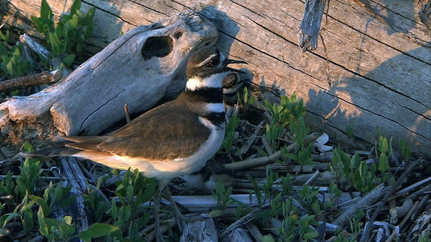 Kill Deer-2sized