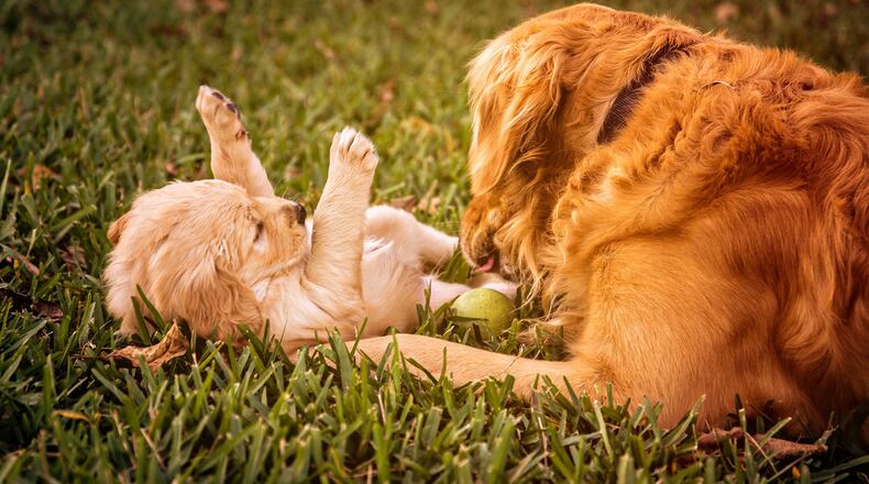 When a golden retriever became blind, his family brought in a puppy companion to be his helper. Now, Charlie and Maverick are learning from each other and brightening peoples’ days on social media.