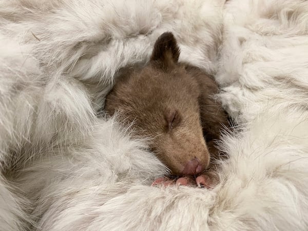 In this photo provided by San Diego Humane Society, a bear cub, which was found alone in Los Padres National Forest, sleeps at the San Diego Human Society Ramona Wildlife Center on Monday, April 14, 2025, in Ramona, Calif. (San Diego Humane Society via AP)