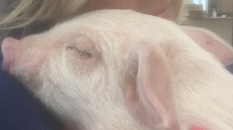 The piglet named Nathan. Staff photo
