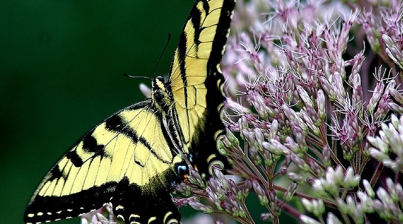 The pink flowers of Joe-Pye weed, now blooming in Georgia, provide nectar for the state's official state butterfly, the Eastern tiger swallowtail. Joe-Pye weeds are some of Georgia's iconic, late summer wildflowers.
Contributed by Paul Henjum / Creative Commons