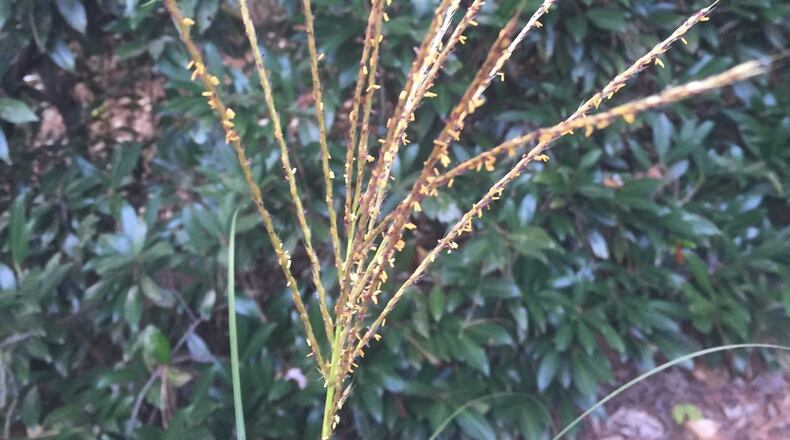 The tan seed heads of maiden grass are attractive in both summer and winter. PHOTO CREDIT: Walter Reeves