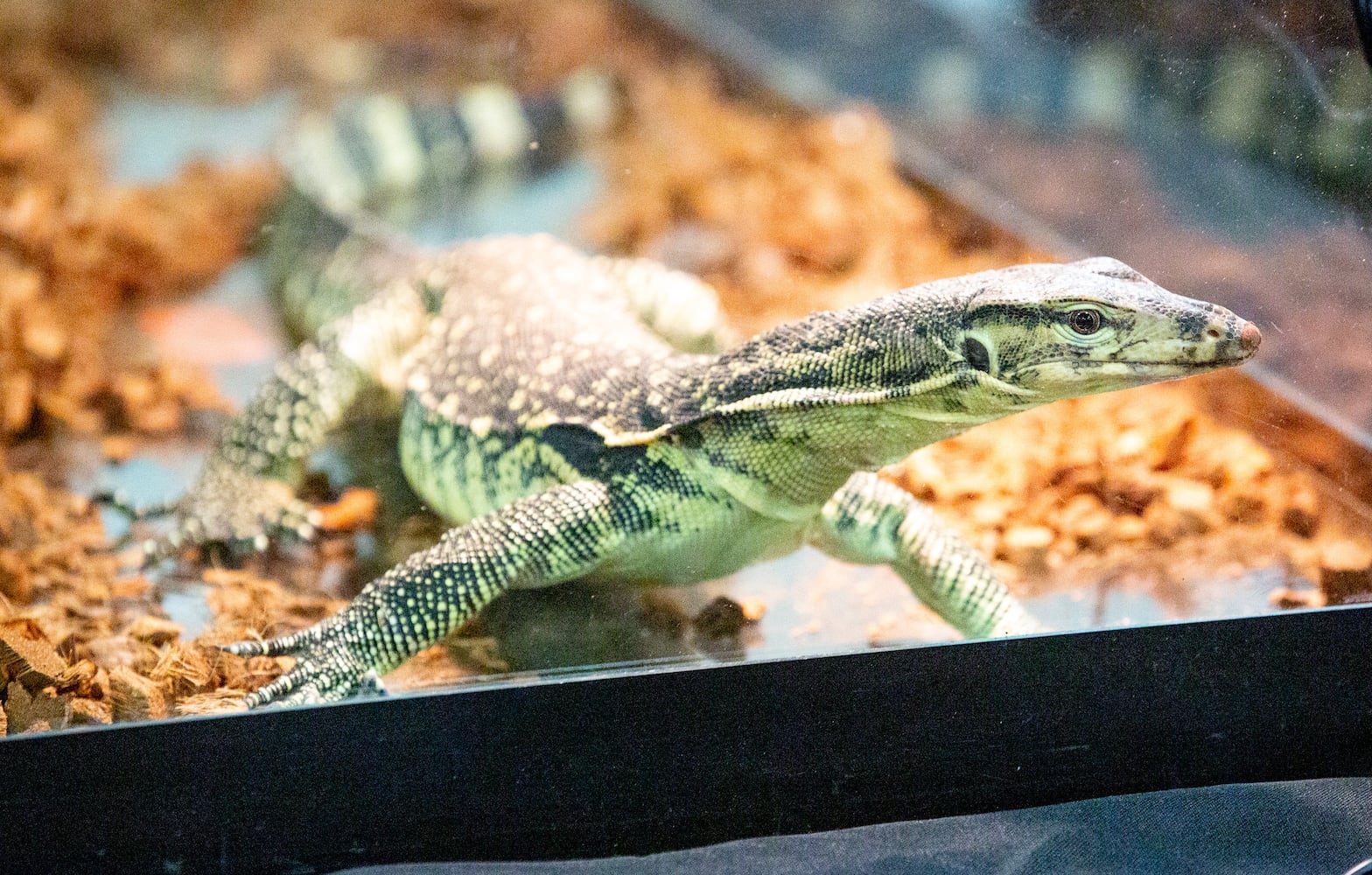 The reptile show Repticon Atlanta at the Gwinnett County Fairgrounds
