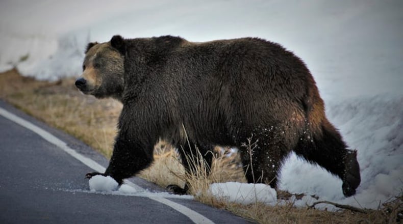 The victim, Charles W. Mock IV, 40, of West Yellowstone, was carrying a fishing pole and bear mace when he was attacked Thursday afternoon by what Jacobsen described as a large older male grizzly bear. Mock called 911 for help. Emergency responders arrived in about 50 minutes and saw the bear, Jacobsen said.
