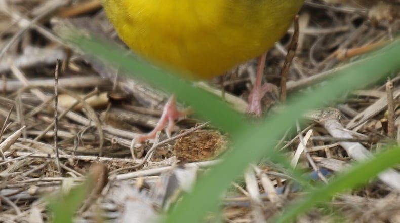 South Padre Island
Kentucky Warbler
Geothlypis formosa